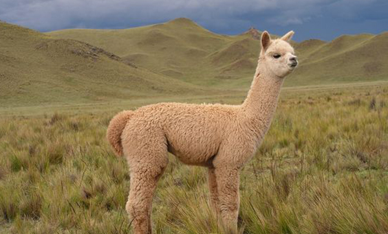 Baby Alpaca Fiber— What You Need to Know — Pieces Of Argentina