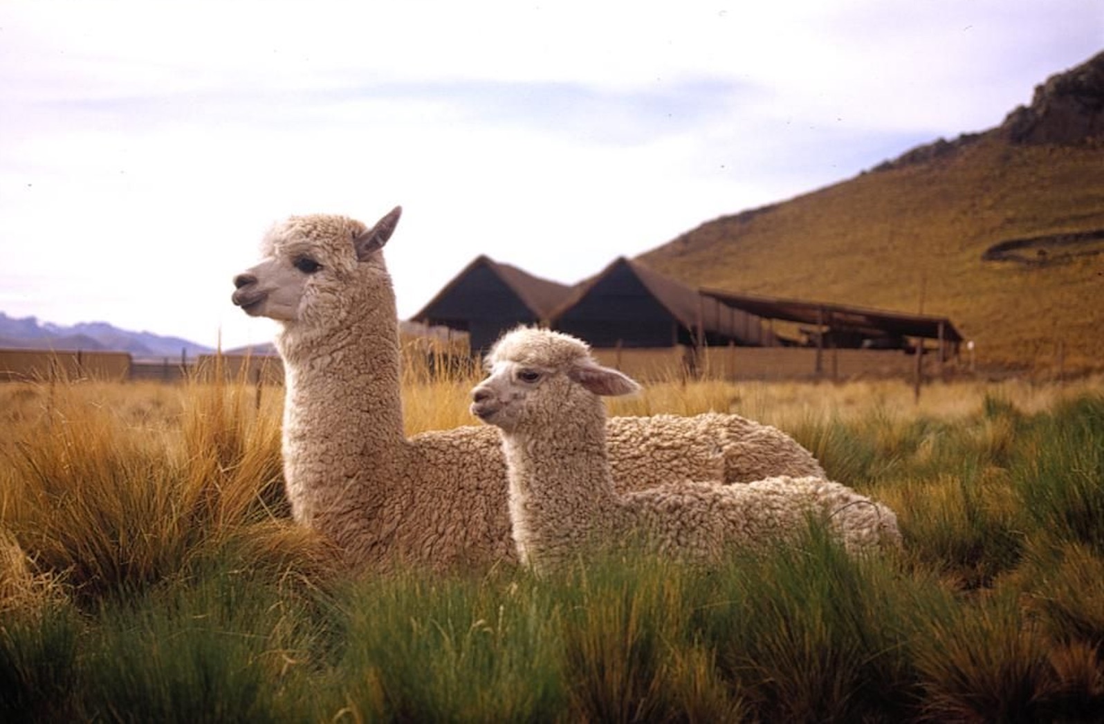 Baby Alpaca Fiber— What You Need to Know — Pieces Of Argentina